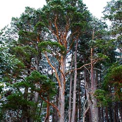 Pinheiro silvestre